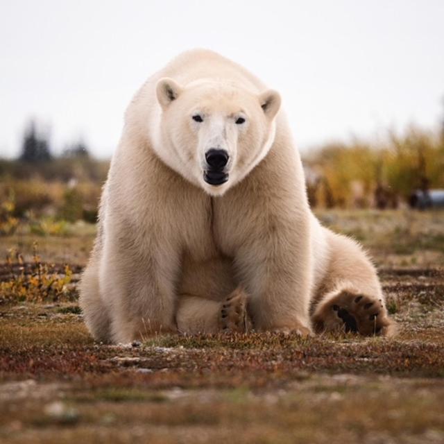 Bears Den Guest House Churchill Luaran gambar